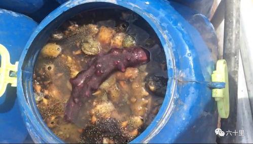 海参养殖爆料视频,揭秘幕后爆料视频背后的真相 第2张 海参养殖爆料视频,揭秘幕后爆料视频背后的真相 第2张